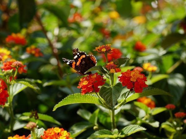 Mediterrane Pflanzenpflege im Sptsommer