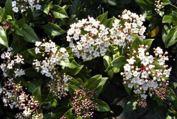 Schneeball, Mittelmeer-Schneeball Blüte Lubera