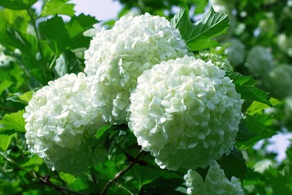 Balls of white hydrangea flowers