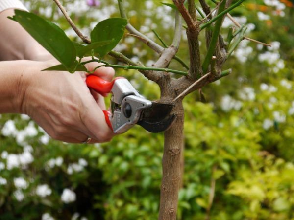 Werden am Zitronenbaum ganze Äste abgeschnitten, wird glatt am Stamm abgeschnitten