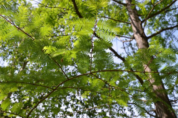 Schnellwachsender Urweltmammutbaum
