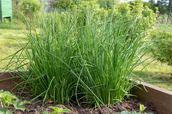 Schnittlauch einfrieren: noch vor der Blüte