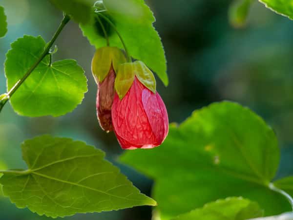 Die sich öffnende Blüte der Schönmalve