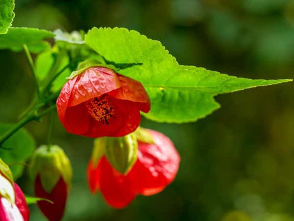 Wie ein Dach schützt das breite Schönmalvenblatt die Blüten