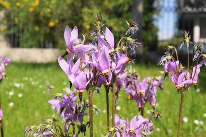 Götterblume (Dodecatheon)