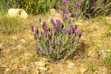 Schopflavendel (Lavandula stoechas) ist grundsätzlich eine pflegeleichte Pflanze mit nur geringen Anforderungen an Standort und Pflege