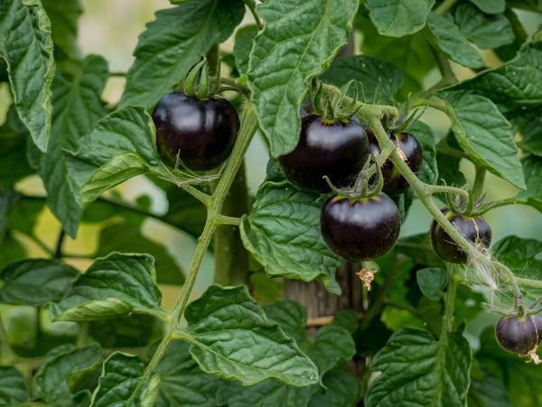 Solanum lycopersicum