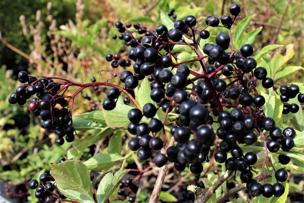 Vögel füttern Früchte des Sambucus Haschberg Lubera