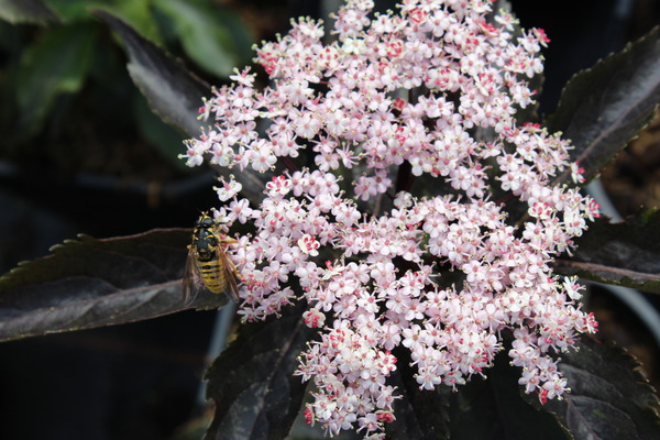Rasa Blüten mit einer Biene darauf