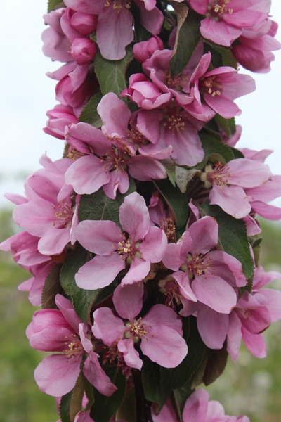 Redini® Cuckoo - Säulenapfel - Blüten