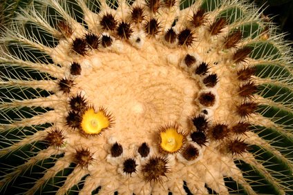 Schwiegermutterstuhl Blüte