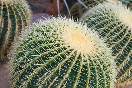 Schwiegermutterstuhl-Kaktus, Echinocactus grusonii