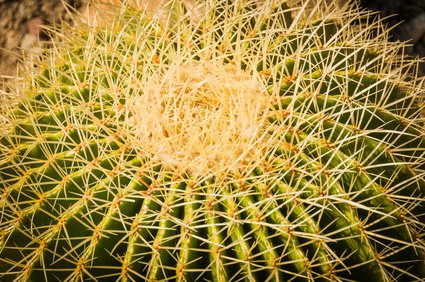 Großer Schwiegermutterstuhl-Kaktus