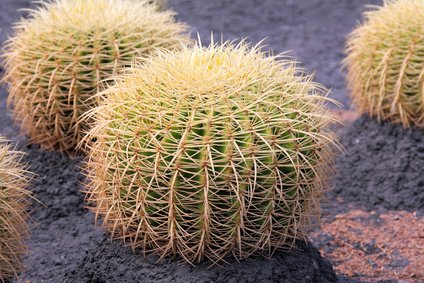 Schwiegermutterstuhl-Kaktus