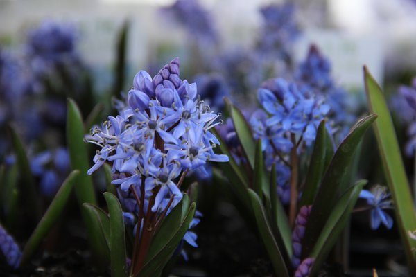 Zweiblttriger Blaustern