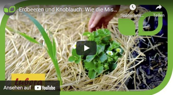 Erdbeeren, Knoblauch, Anja, Andreas, Gartenvideo