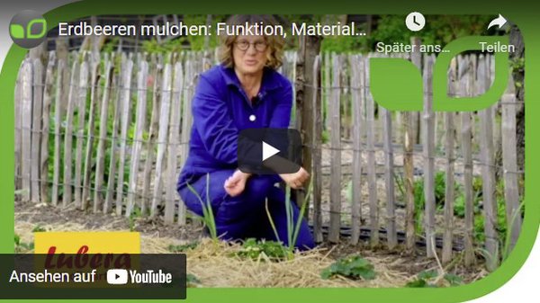 Erdbeeren mulchen, Gartenvideo, Anja
