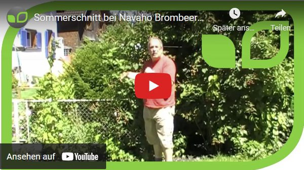 Gartenvideo, Brombeeren schneiden