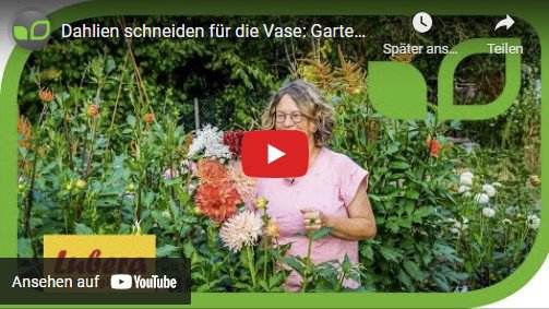 Dahlien schneiden, Gartenvideo, Anja