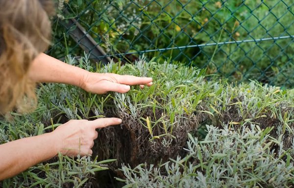 Lavendel schneiden, Gartenvideo, Anja und Andreas