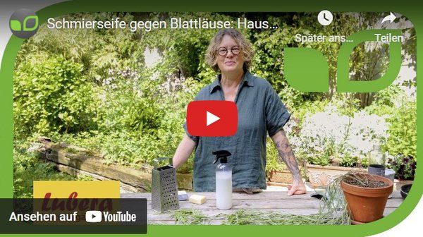 Gartenvideo, Schmierseife gegen Blattläuse