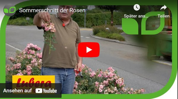 Sommerschnitt bei Rosen. Video