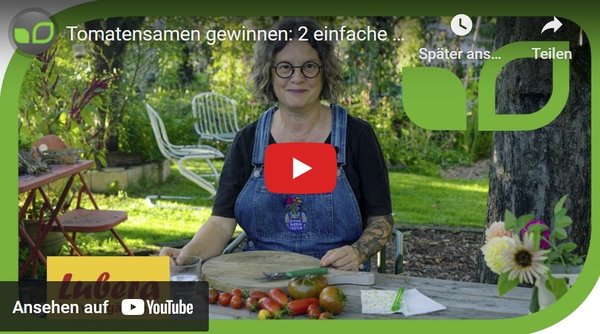 Tomatensamen gewinnen, Gartenvideo