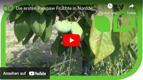 Gartenvideo, Pawpaw