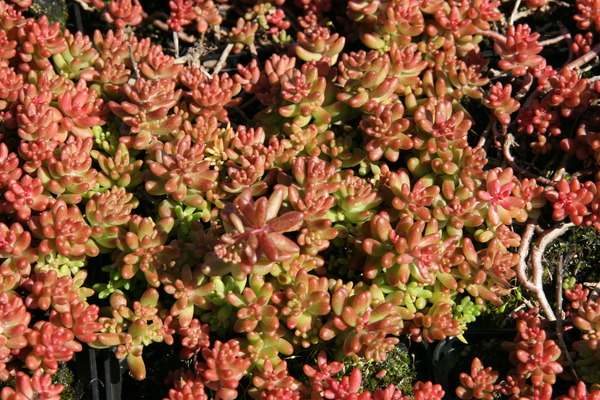 Sedum album 'Murale'