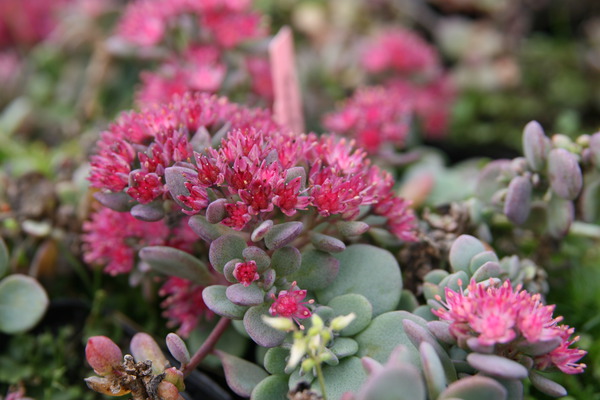 Sedum cyaneum 'Rosenteppich'