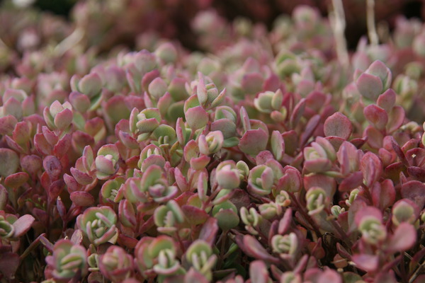 Sedum ewersii 