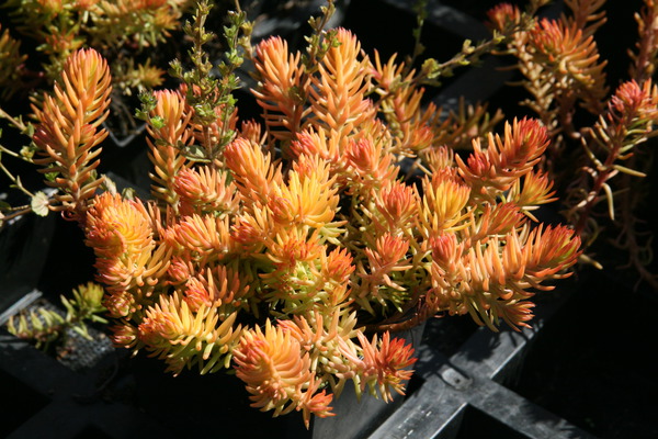 Sedum forsterianum 'Angelina'