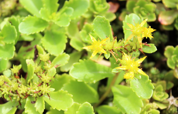 Sedum hybridum 'Immergrnchen'