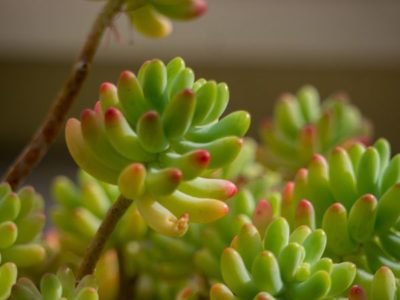 Sedum pachyphyllum