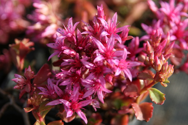 Sedum spurium 'Schorbuser Blut'