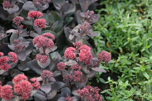 Sedum telephium 'Jos Aubergine' -S-