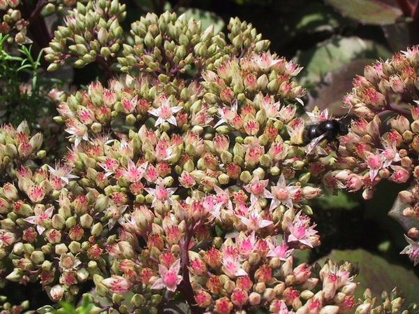 Sedum telephium 'Matrona'