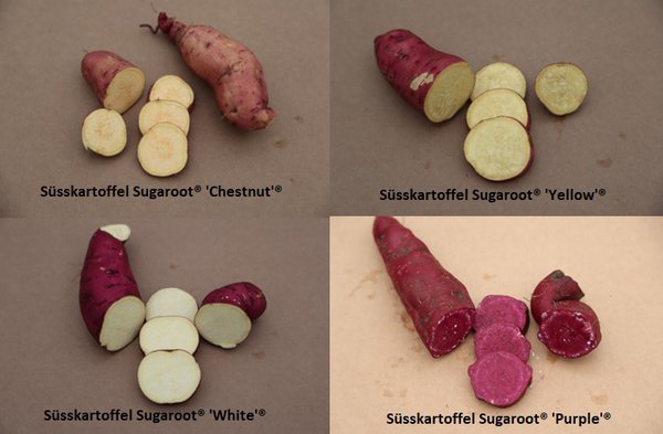 Selbstversorgerset 'All in one', Sugaroot® Süsskartoffeln 'Yellow', 'White', 'Chestnut', 'Purple' und 'Orange'