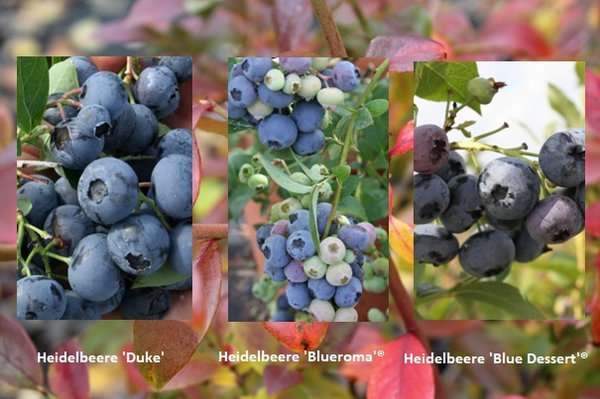 Selbstversorgerset Heidelbeeren 'Dauerernte' (1x Heidelbeere 'Duke', 2x Heidelbeere 'Blueroma'®, 1x Heidelbeere 'Blue Dessert'®