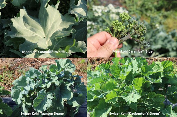 Selbstversorgerset Ewiger Kohl 'Alles Kohl oder was?' - Meerkohl Caramba® 'White, Meerkohl Caramba® 'Blue, Ewiger Kohl 'Taunton Deane' und Ewiger Kohl 'Daubenton's Green' Selbstversorgerset Ewiger Kohl 'Alles Kohl oder was?' - Meerkohl Caramba® 'White, Meerkohl Caramba® 'Blue, Ewiger Kohl 'Taunton Deane' und Ewiger Kohl 'Daubenton's Green'