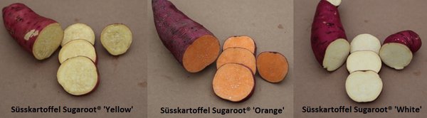 Selbstversorgerset Süsskartoffeln Profiertrag, Sugaroot® 'Yellow', 'Orange' & 'White' 