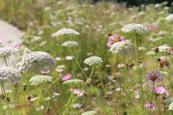 Selinum wallichianum