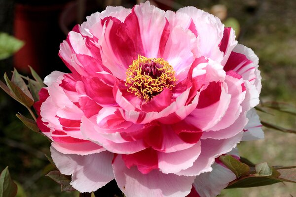 Paeonia Shima nishiki, Paeonia suffruticosa, Pfingstrose, Pfingstrosen, Strauchpfingstrose, Strauchpfingstrosen Paeonia Shima nishiki, Paeonia suffruticosa, Pfingstrose, Pfingstrosen, Strauchpfingstrose, Strauchpfingstrosen