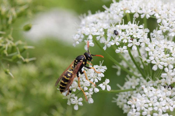 Bestubung der Blten, Feldwespe, Polistinae, Lubera