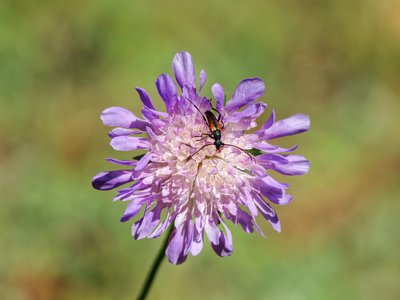 Witwenblume Heilwirkung