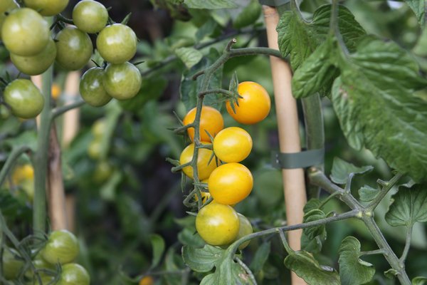 Open Sky Tomaten, gelbe Tomate, Freilandtomate, gelbe Cherry, Lubera