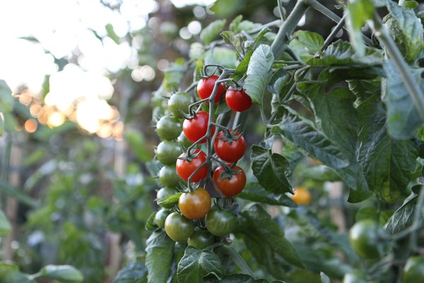 Open Sky Tomaten, rote Tomate, Freilandtomate, rote Cherry, se Tomate, Lubera