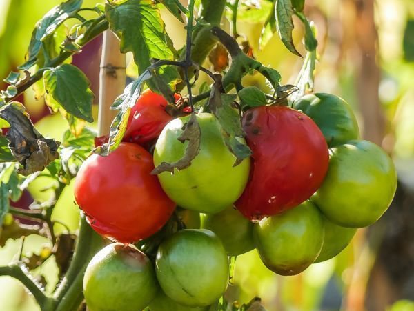 Solanum lycopersicum