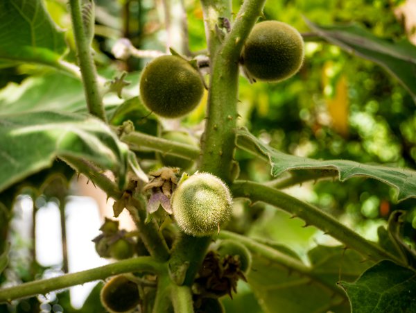 Solanum quitoense