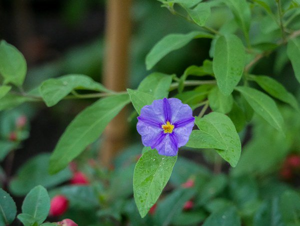 Solanum rantonnetii gedeiht optimal im Halbschatten